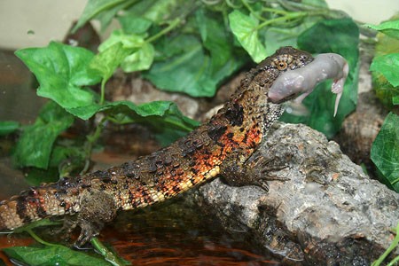 Các loài động vật nhỏ là thức ăn ưa thích của thằn lằn cá sấu.